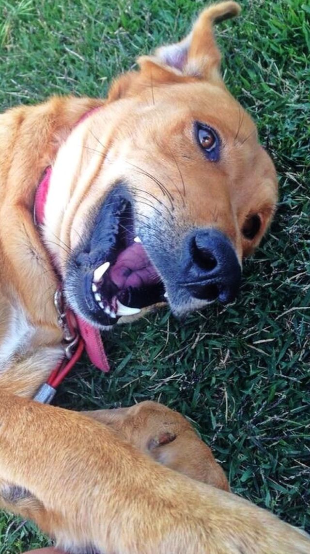 My Simba