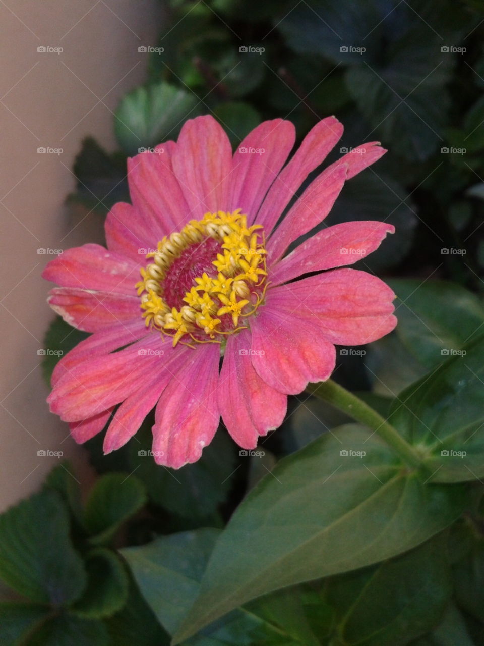 flower