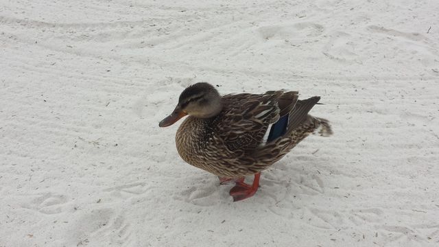 duck