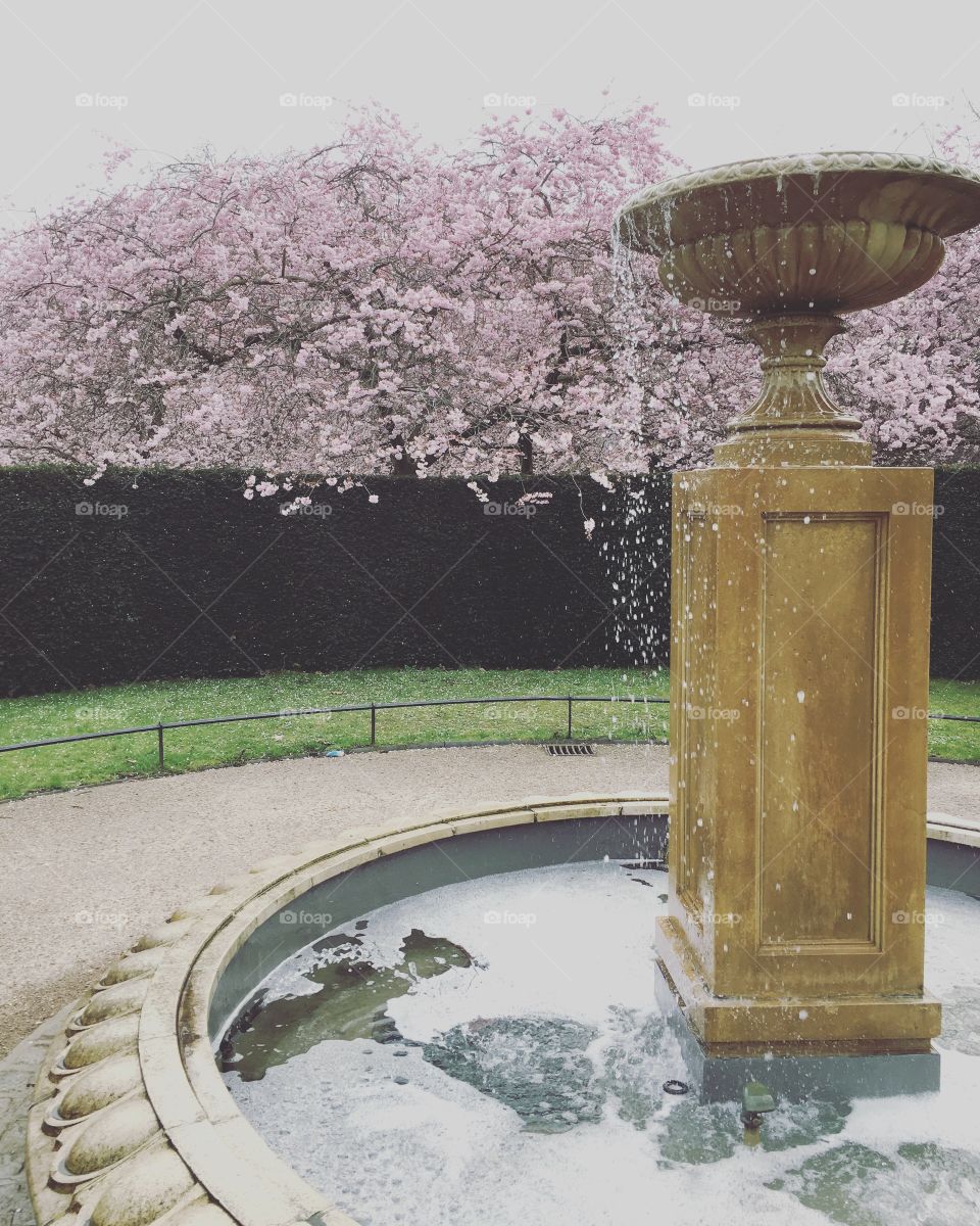 Regent's garden

In East Asia peach blossoms represent bravery and stoicism as they brave the winter winds with their delicate but proud pink-and-white blossoms. It is a surprise to find them here in the west!