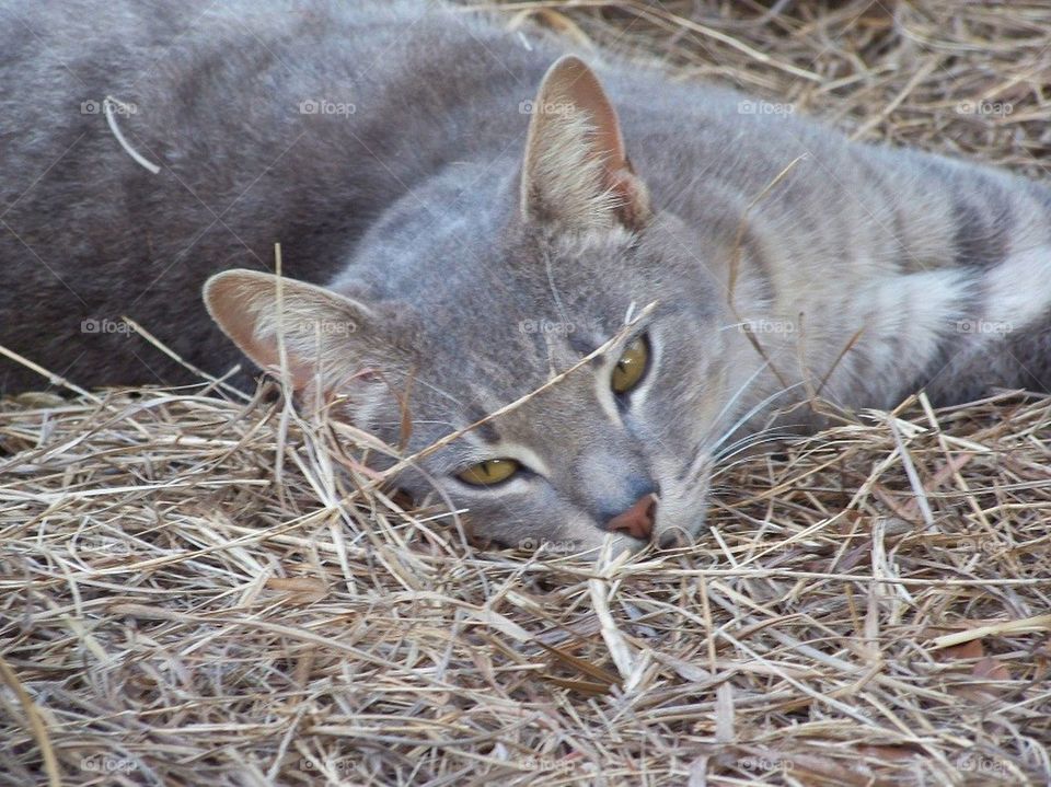 Kitty in the Hay