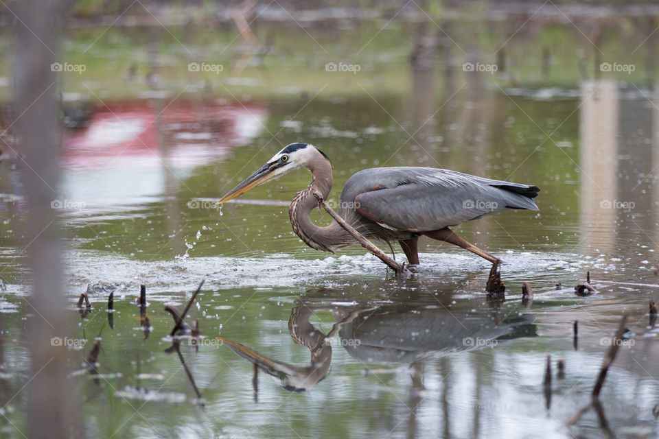 Bird, Pool, Wildlife, Lake, Water