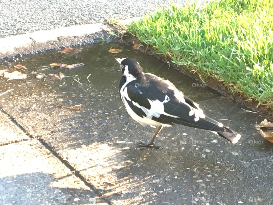 A small bird in the garden. It is called magpie-lark and its feather colours are black and white.