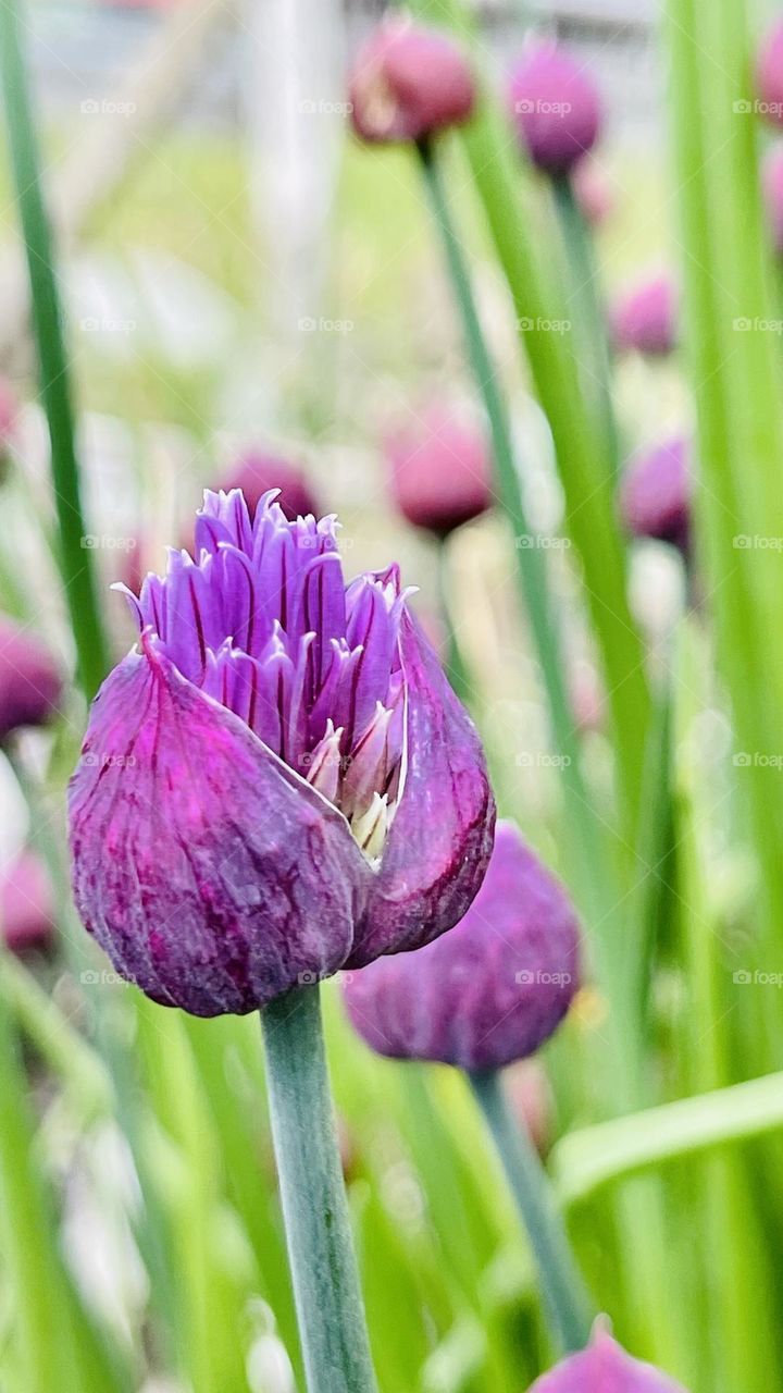 Chives flower blooms