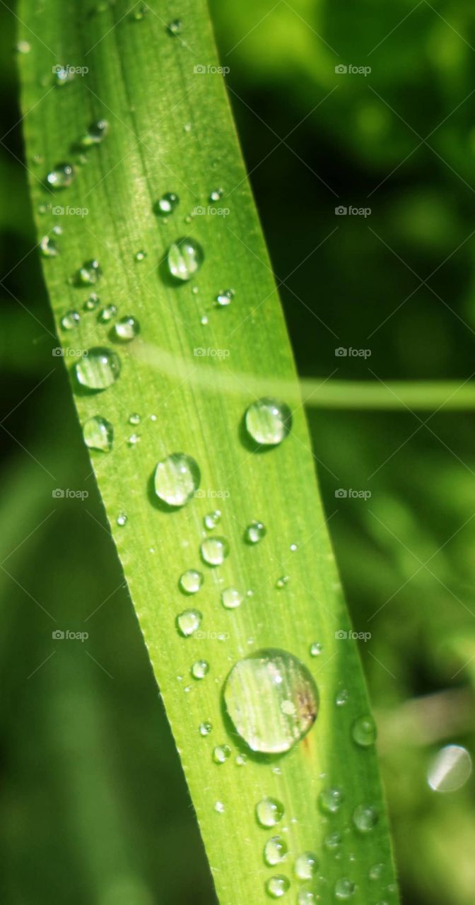 grass, water drops, Dow, green