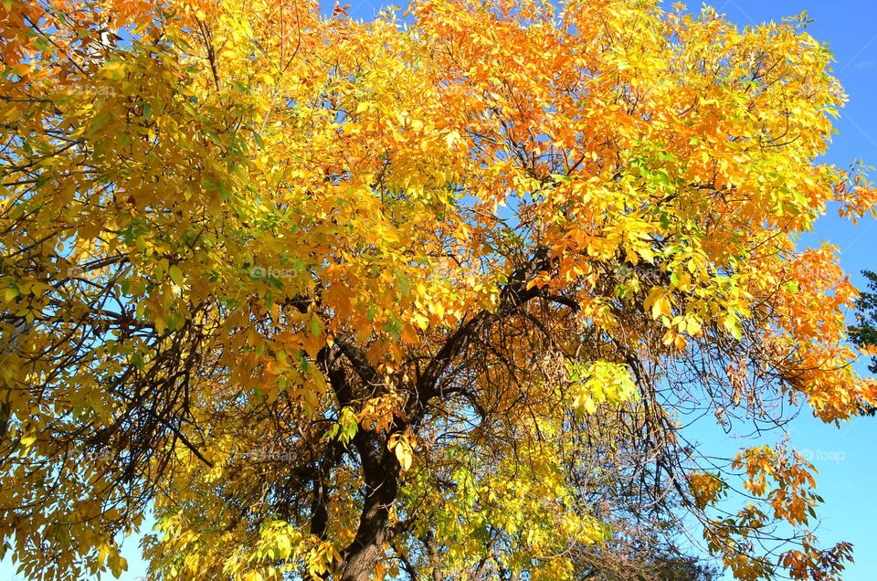 Autumn Landscape