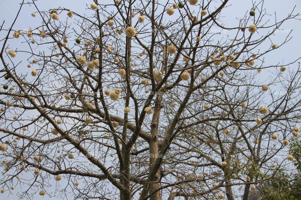 Kapok branches are full of small balls