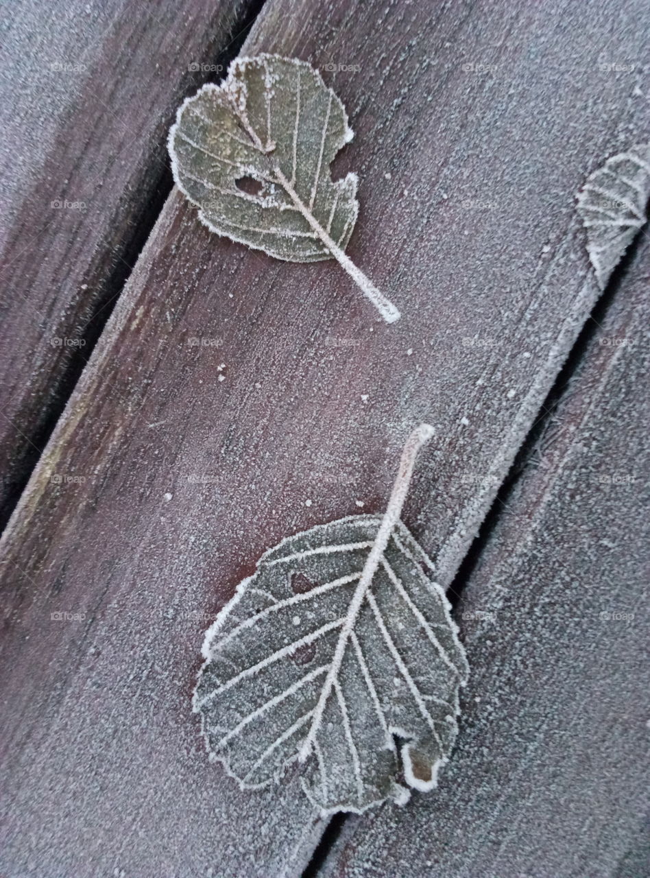 frozen table with leaves in the garden