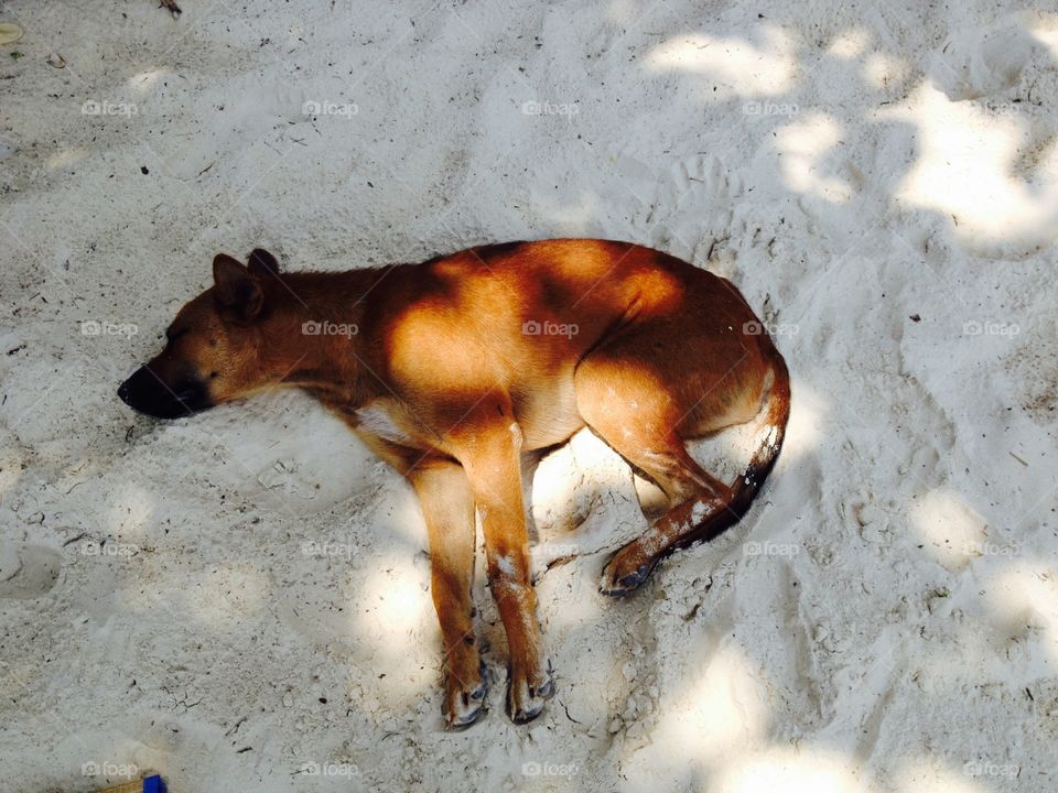 Lazy dog . On these very hot days on Koh Lipe Island, the dogs slept in the sand.