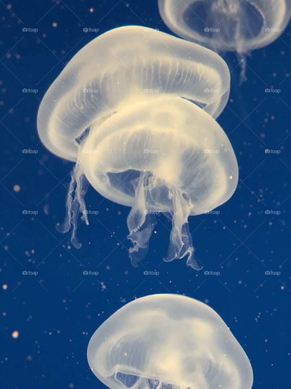 Almost transparent jellyfish 