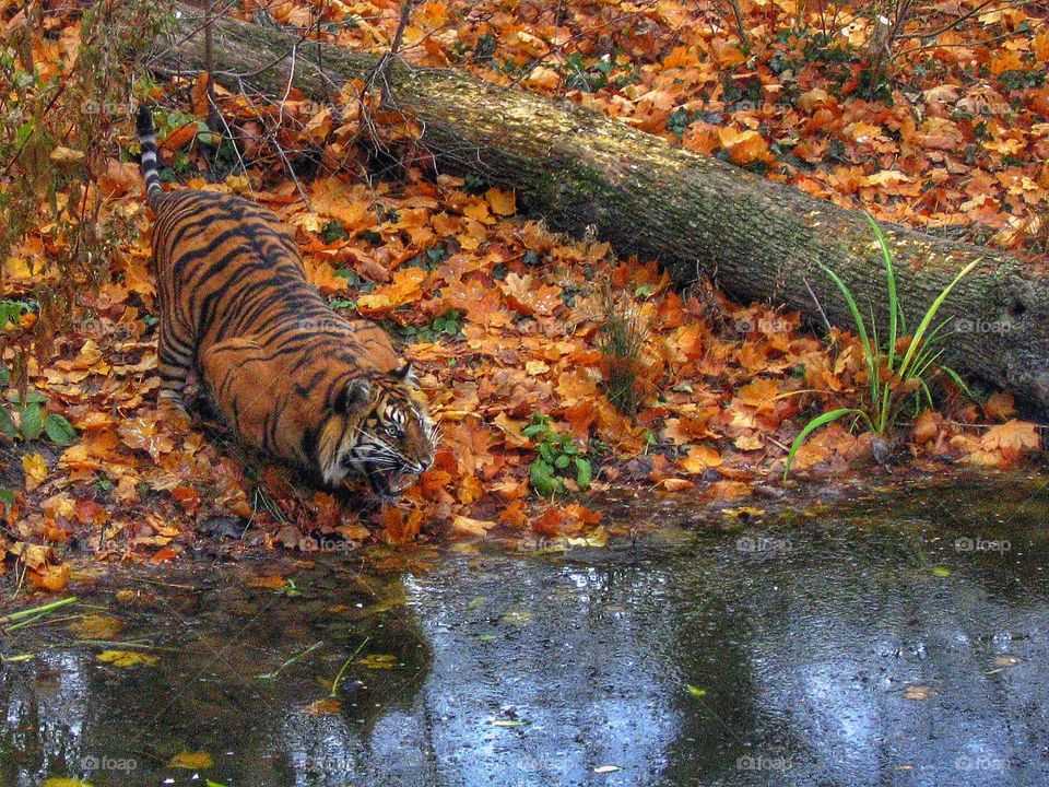 Tiger on fall