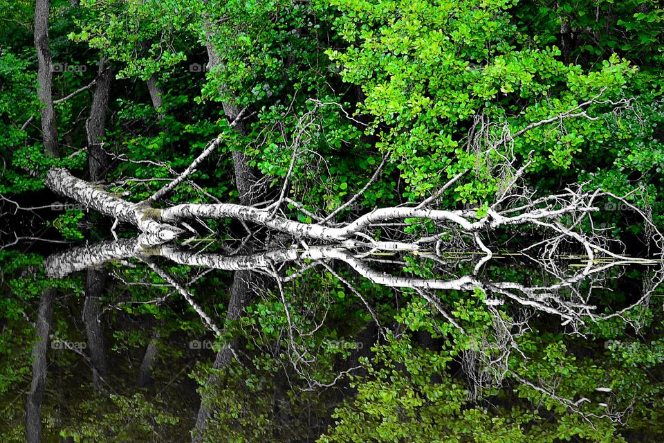 Reflection in the water