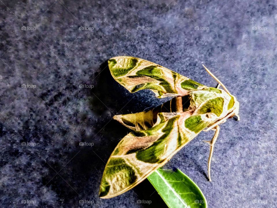 Close up of an army green moth on the grey background.An oleander hawk moth with beautiful green army color and lines pattern on grey background.Daphnis nerii or hawk-moth.