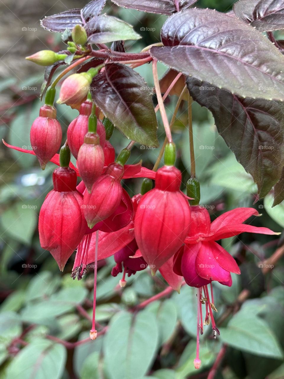 Fuchsia Marinka flowers