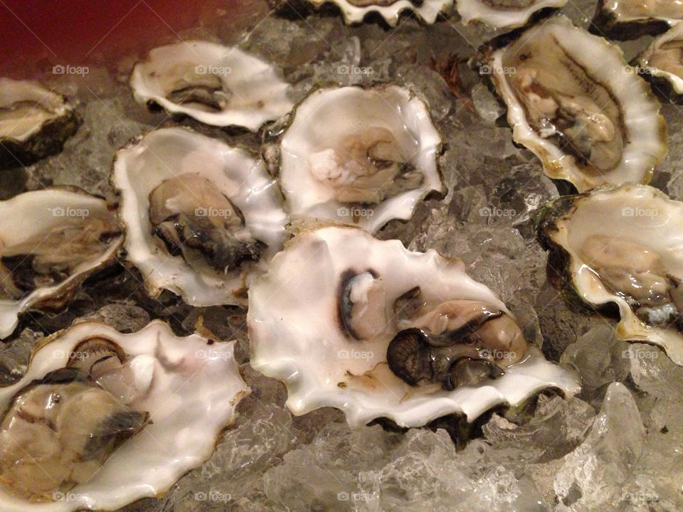 Oyster close up