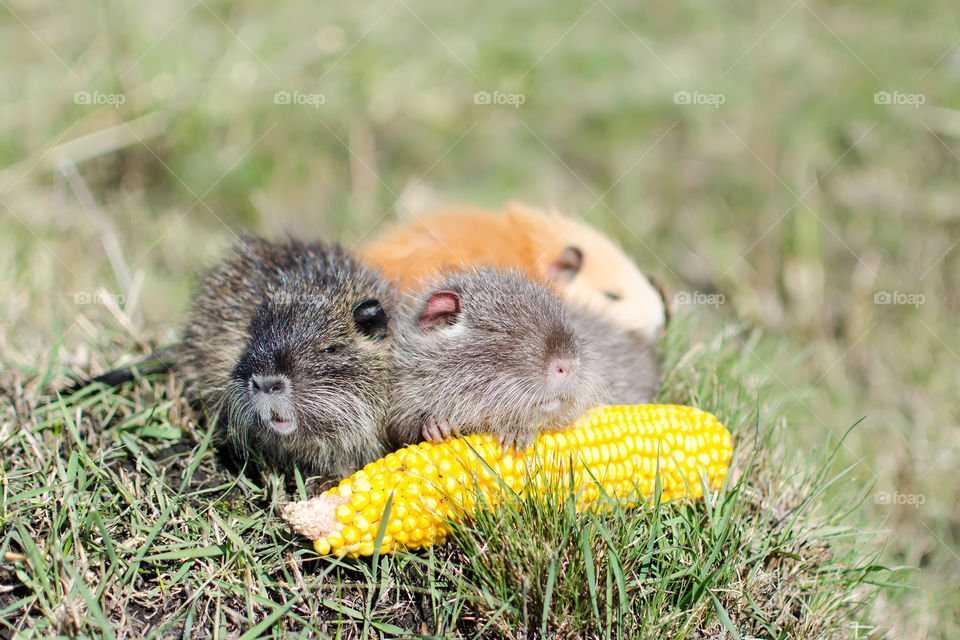 three small nutria eat corn