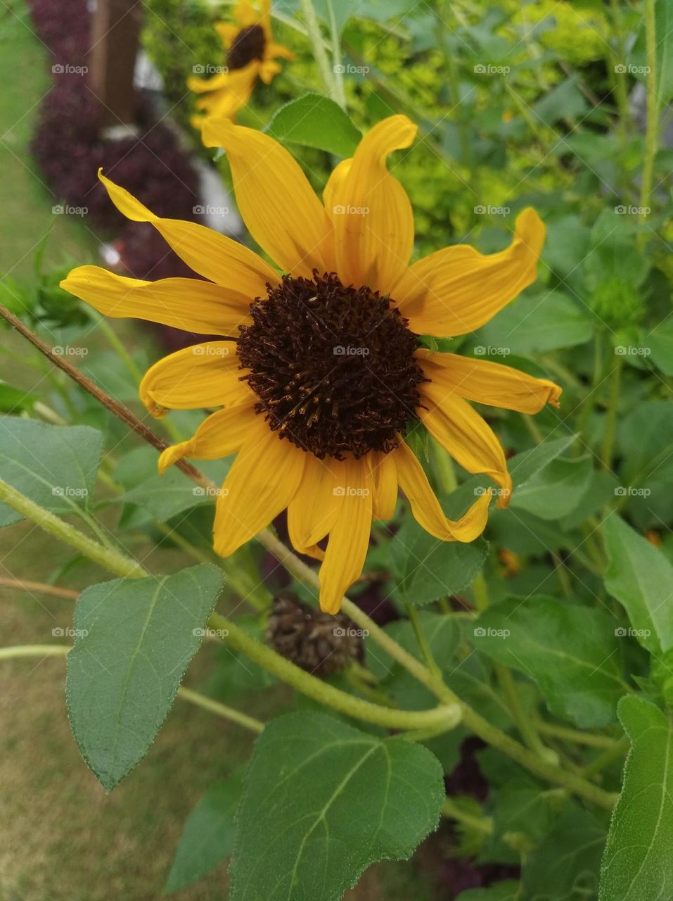 sunflower yellow seasonal fresh shurb small size looks very beautiful generally found everywhere
