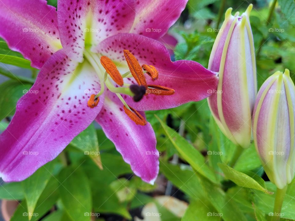 Portrait of a plant, purple, pink, and white oriental Lilies in garden