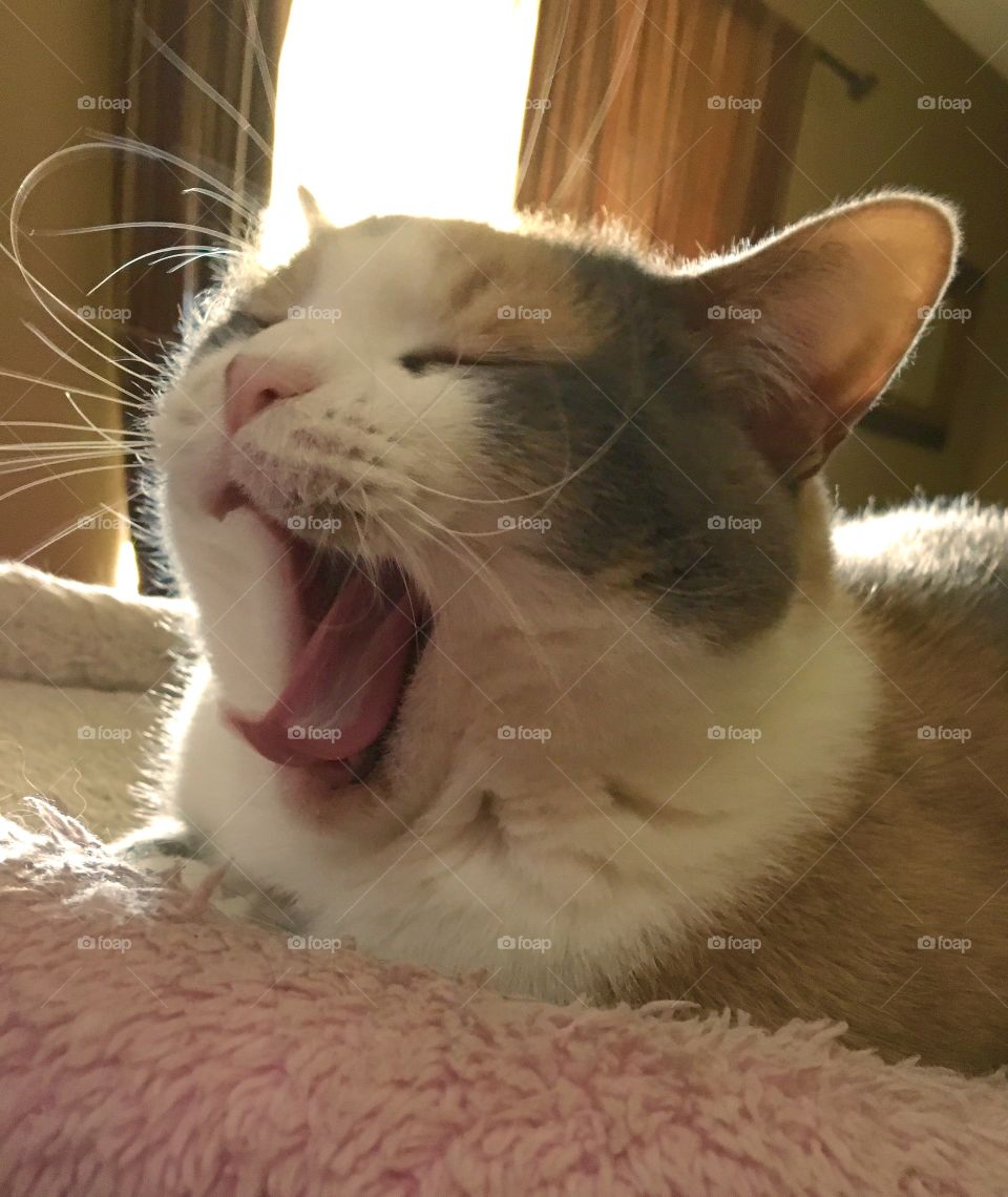 Yawning Ginger