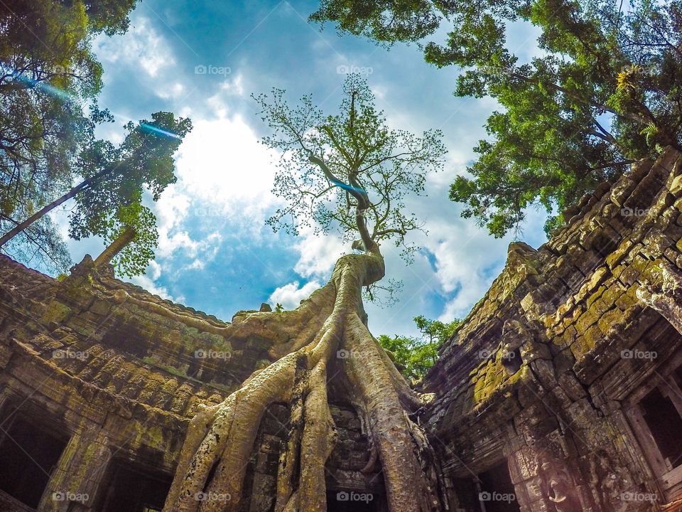 Overgrown temple. Where Mother Nature has reclaimed the old ruined Cambodian temple of Angkor.
