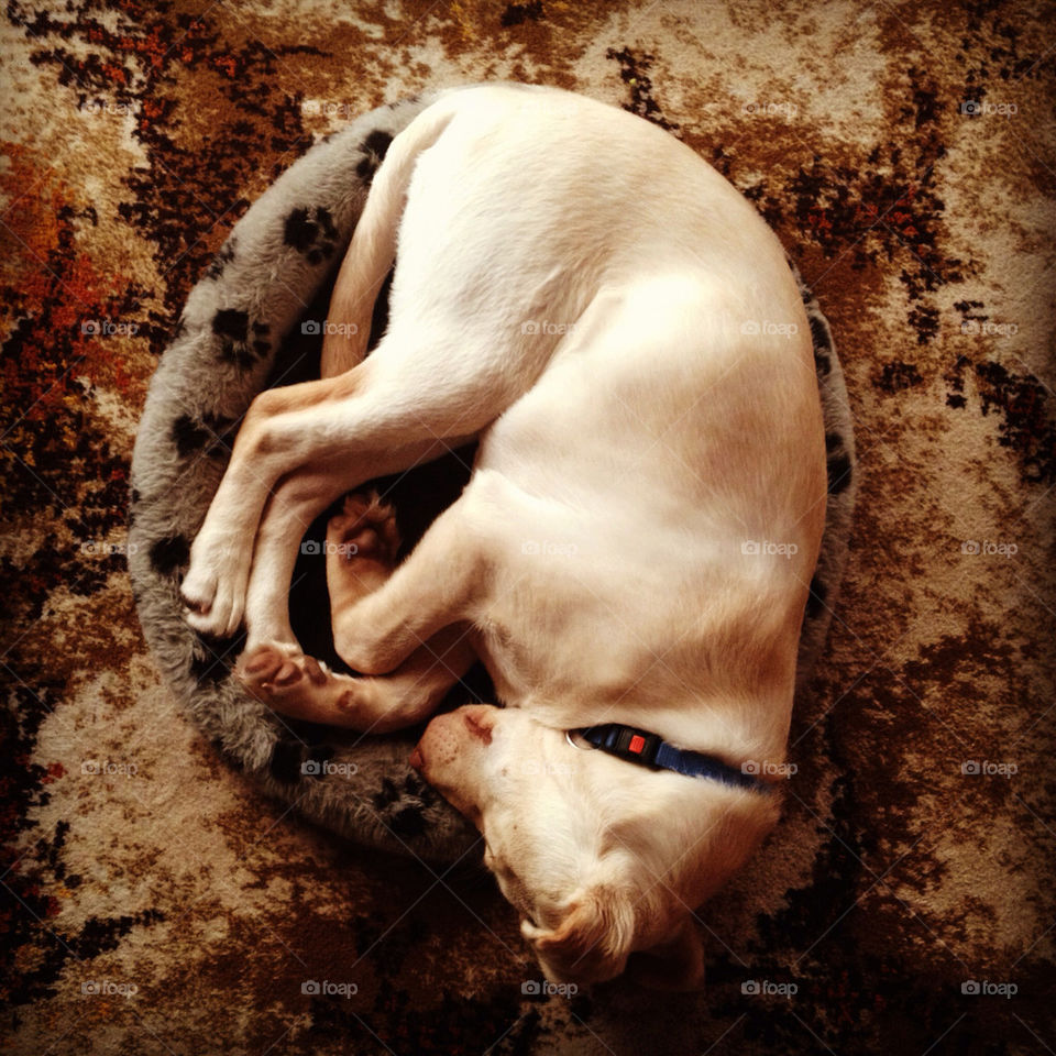 dog puppy sleep bed by jon_spark