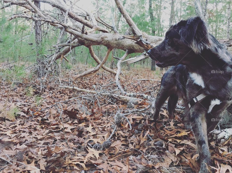 Getting lost with mans bestfriend
