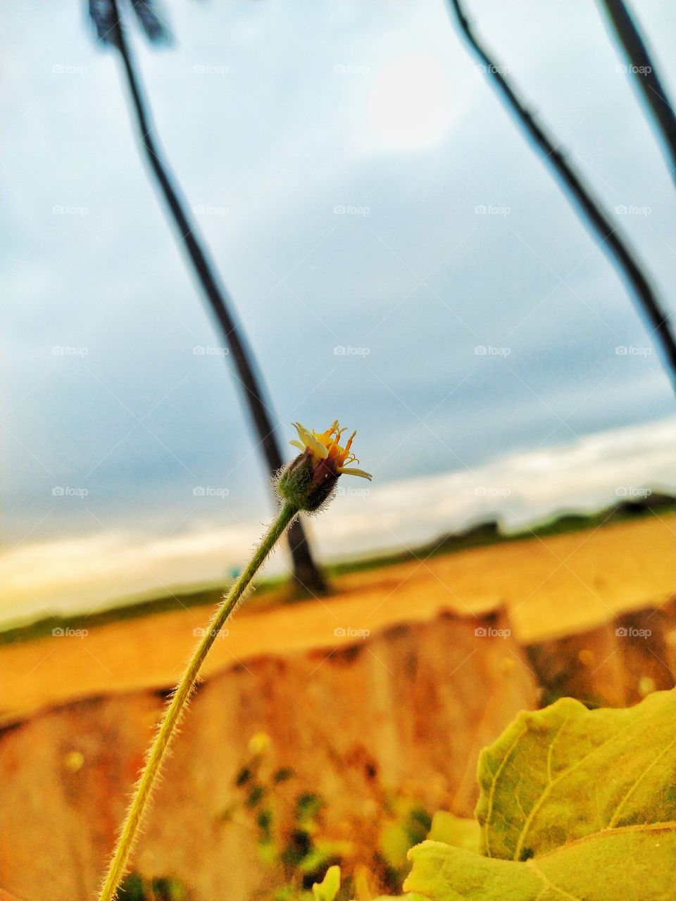 Focused flower bud infront of the beach in Marawila Sri Lanka