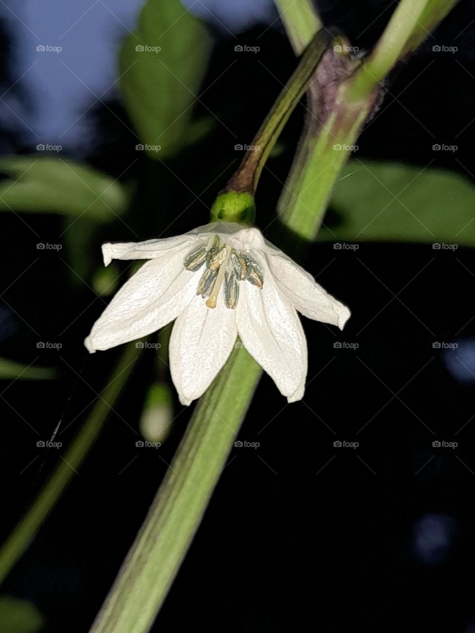 chilli plant portrait photography at a evening time