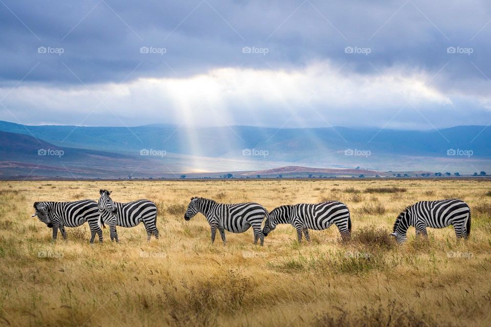 Zebra