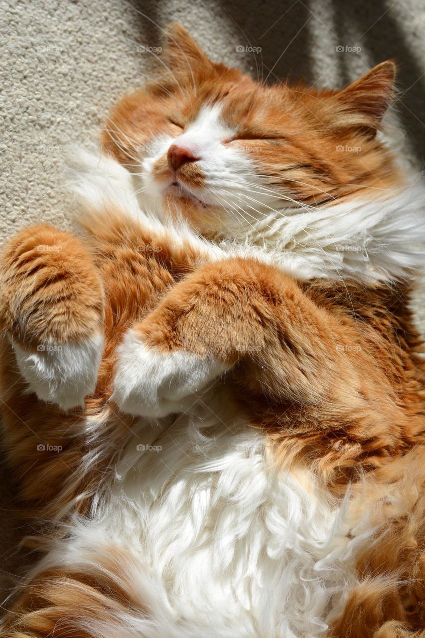 cat sleeping and relaxing home in sunlight