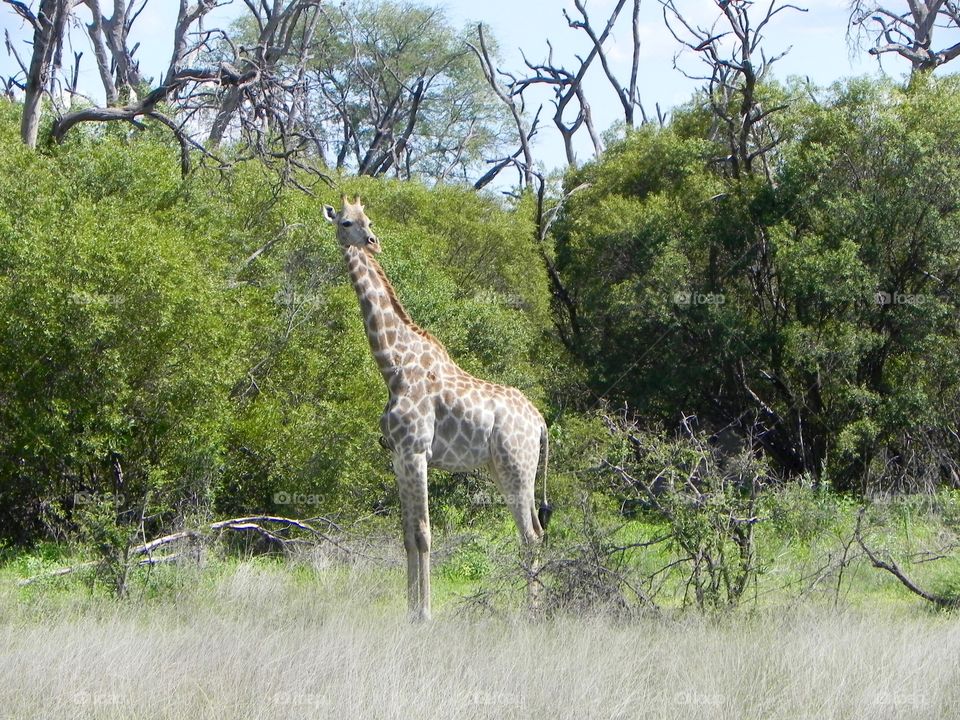 A young giraffe on the plains of Botswana from a Safari I took in 2013 