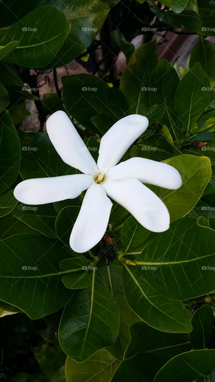 Tahitian flower