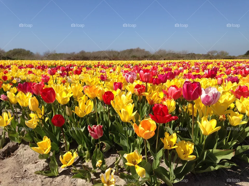 Color explosion 