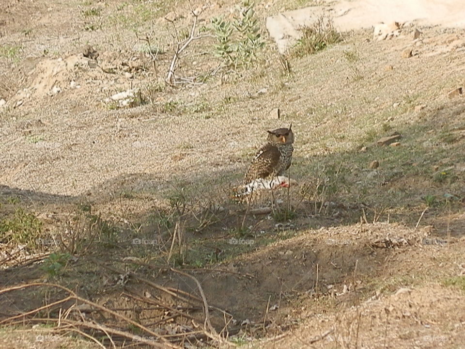 Wildlife, Nature, Bird, Outdoors, No Person