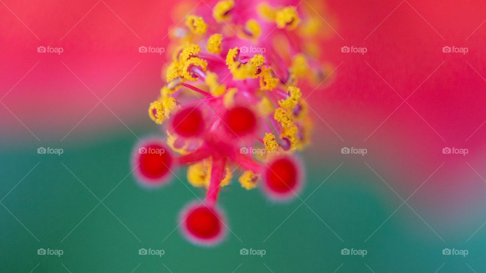 Hibiscus, macro, abstract 