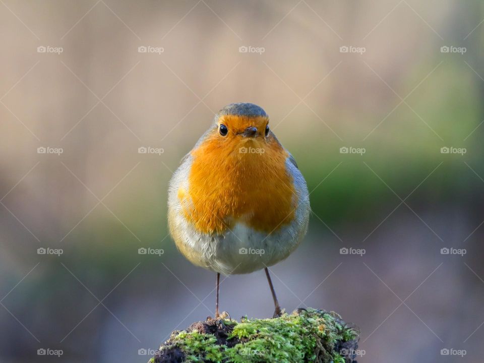 Robin close-up portrait in a forest in Brussels