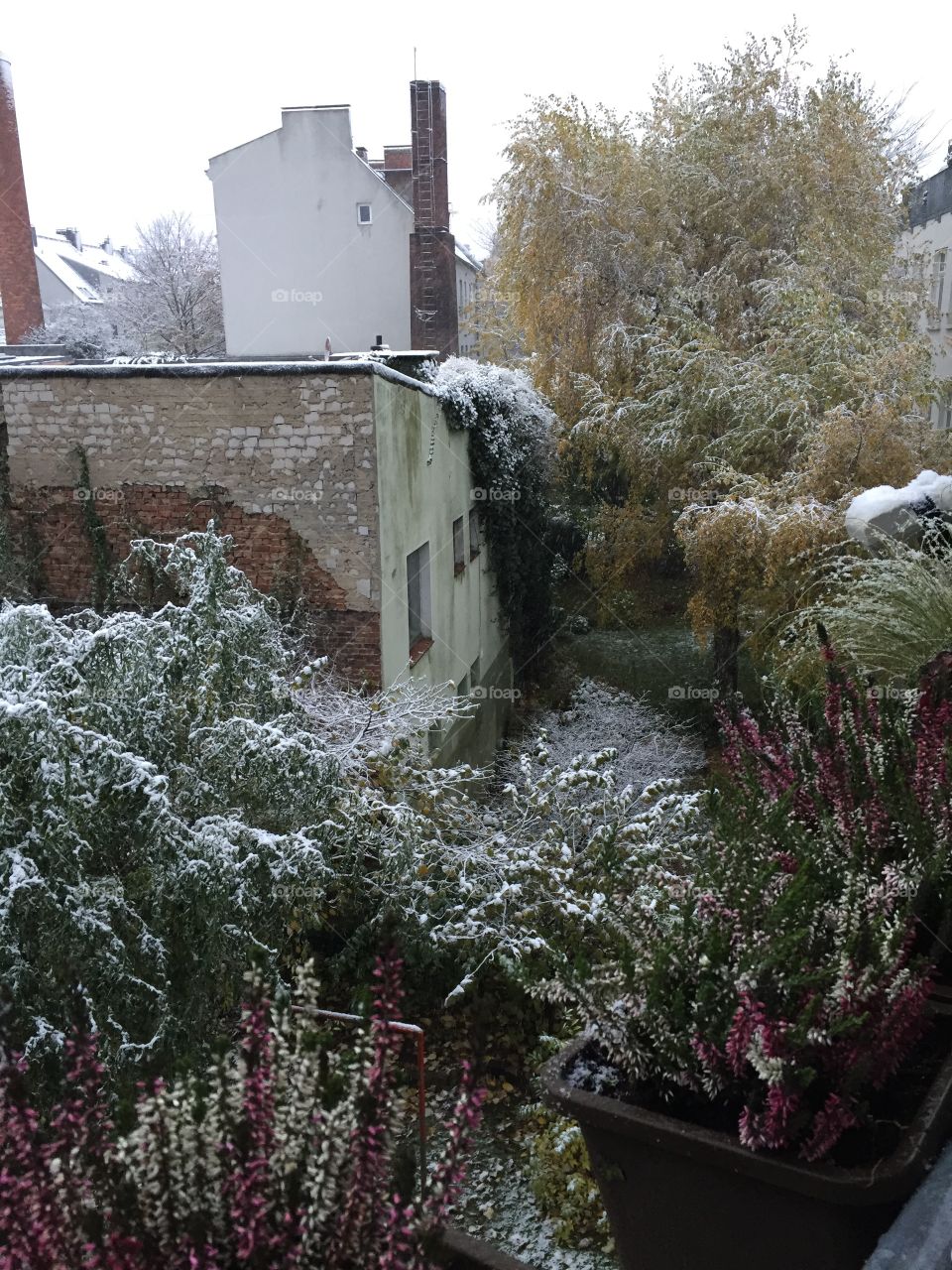 Snow in the Garden