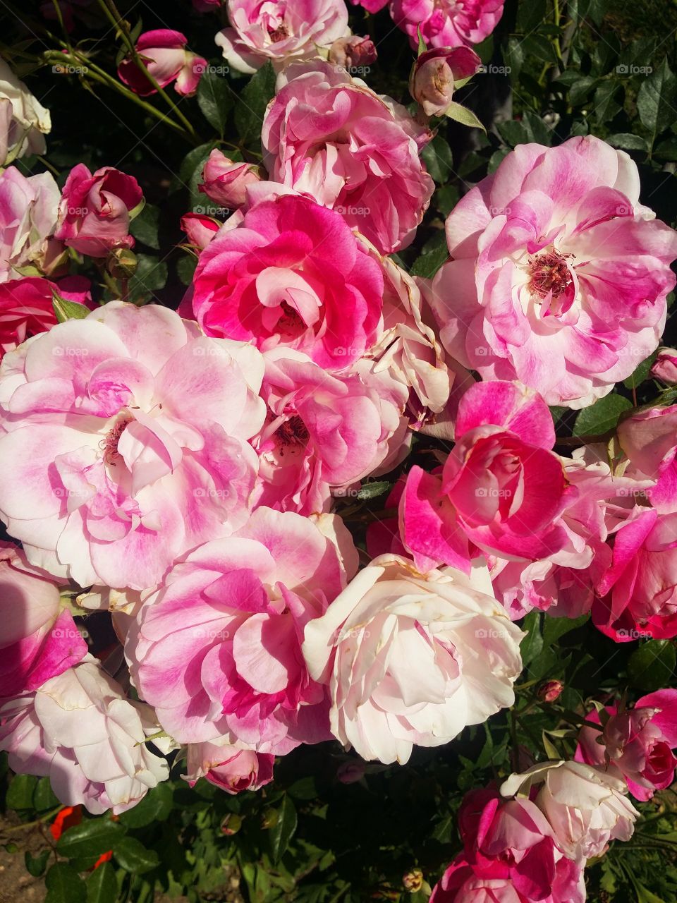 spring. beautiful roses