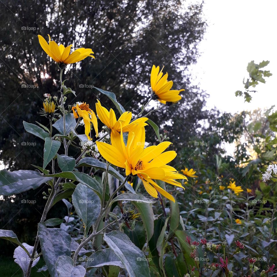 yellow  flowers of topinambur and leaves covered with mildew