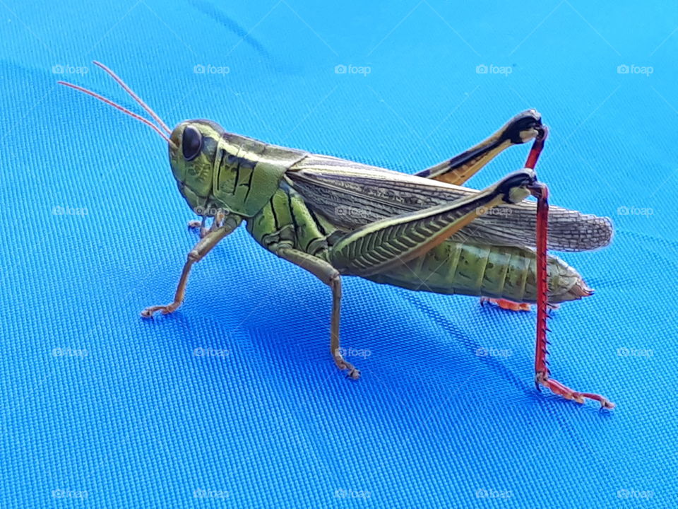 grasshopper