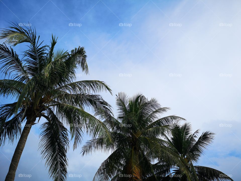 Low angle veiw of coconut tree with blue sky.