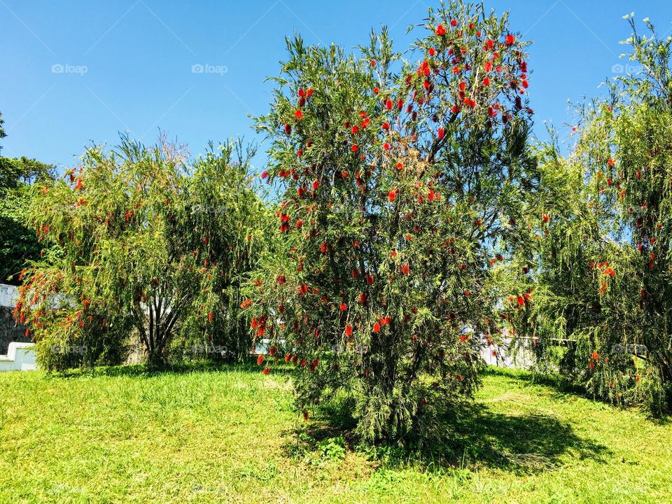 Exotic flowery trees