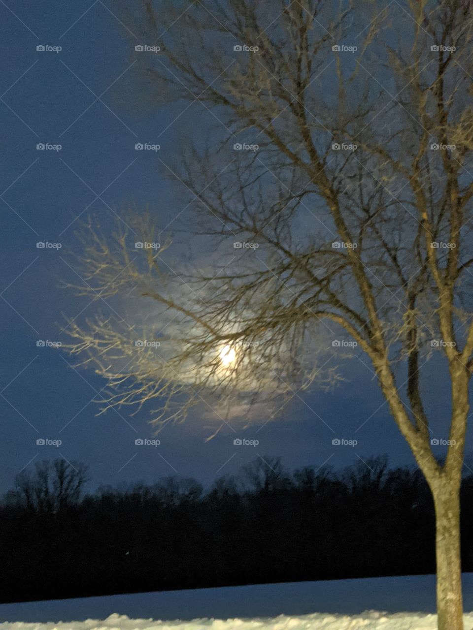 Moon behind a tree in the morning