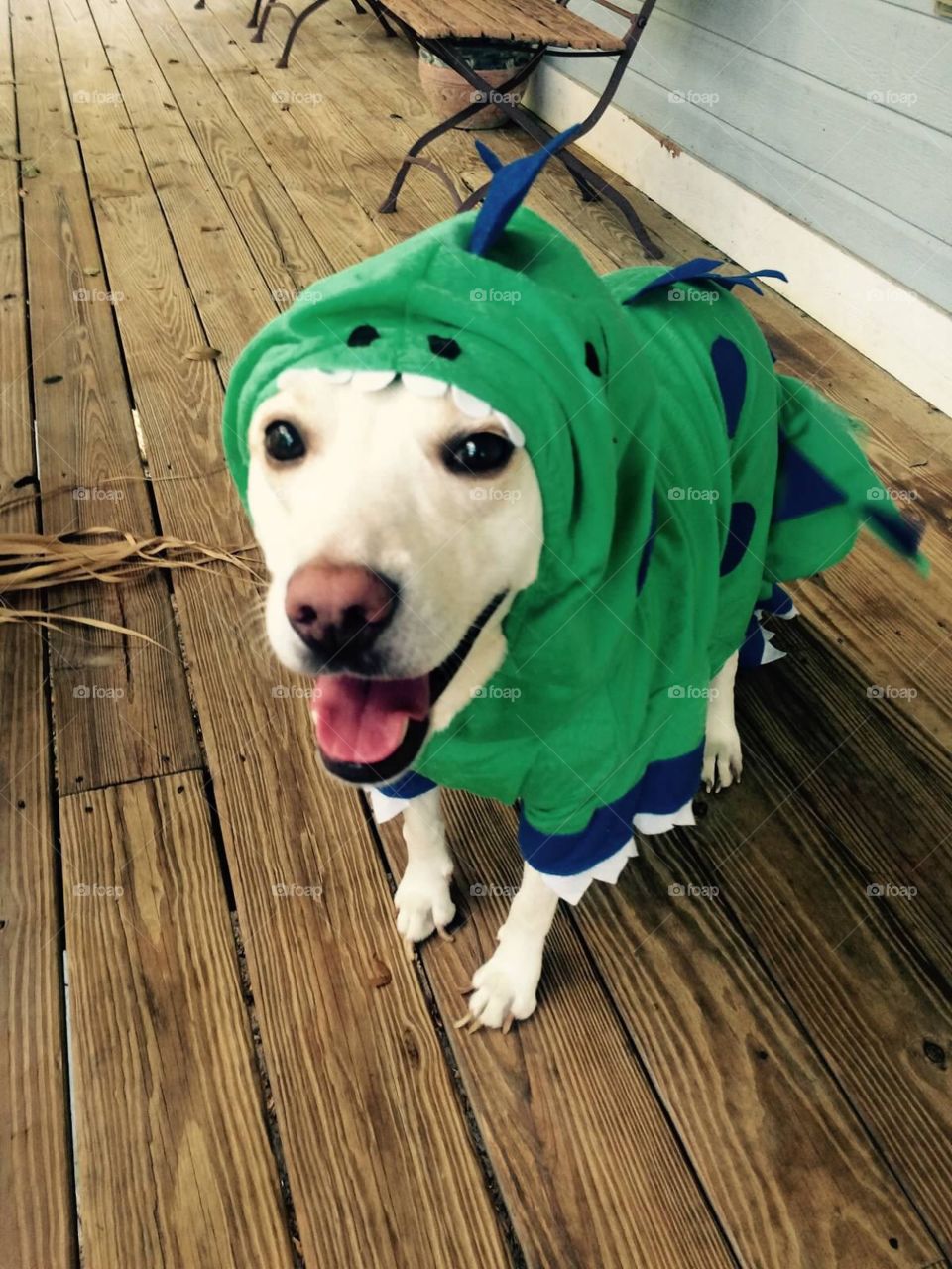 Labrador turned dinosaur 