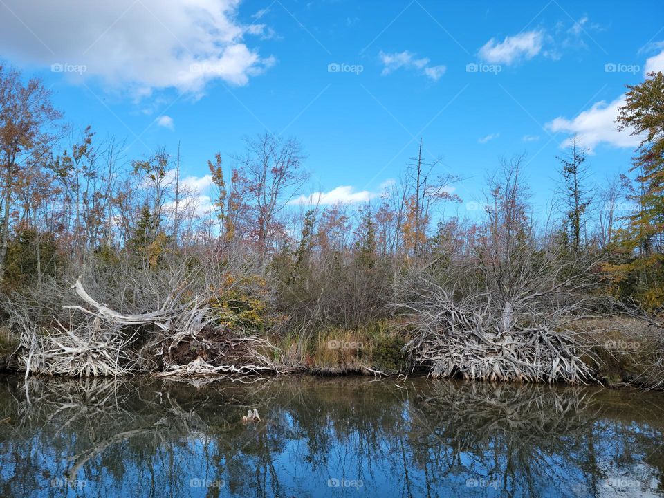 River's Edge Tree Roots