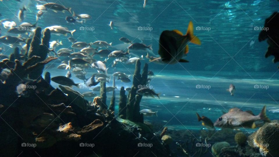 Underwater, Fish, Swimming, Water, Ocean
