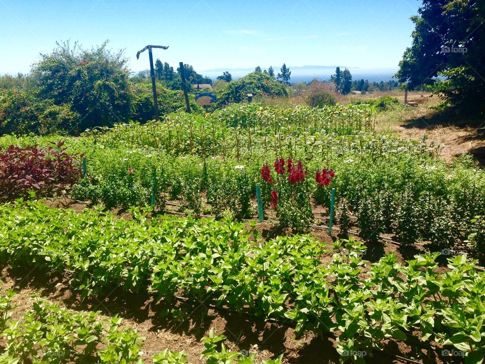 UC Santa Cruz Farm #2. Learning farm at University of California in Santa Cruz.