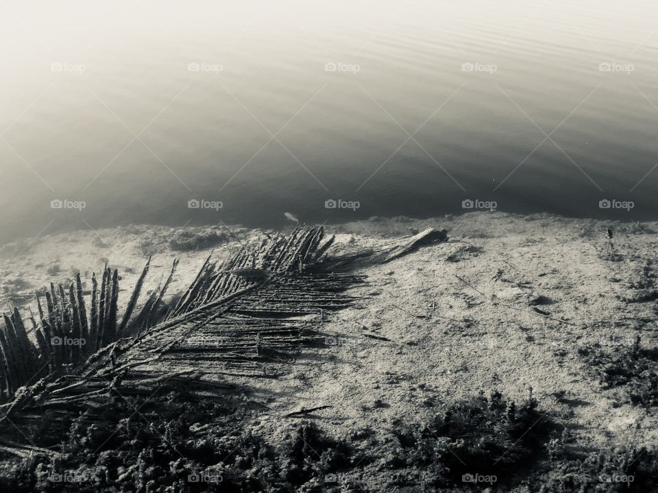 My palm frond lay decayed at the bottom of the lake