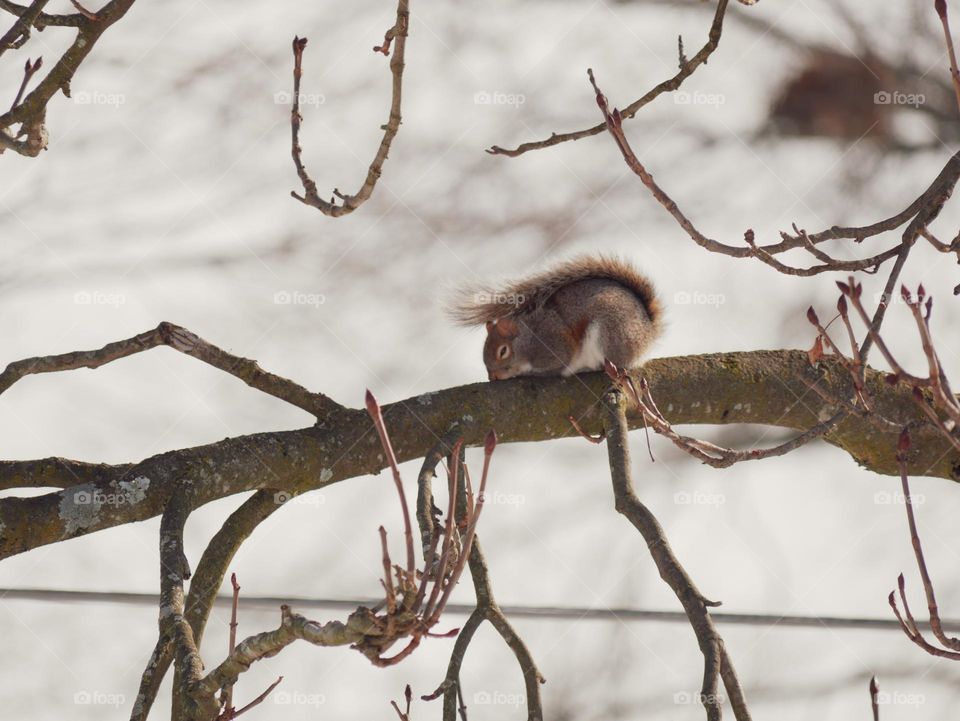 I wonder how the squirrels and other wildlife feel temps this low. Poor things. This one looks like it’s huddled up, trying to get warm.