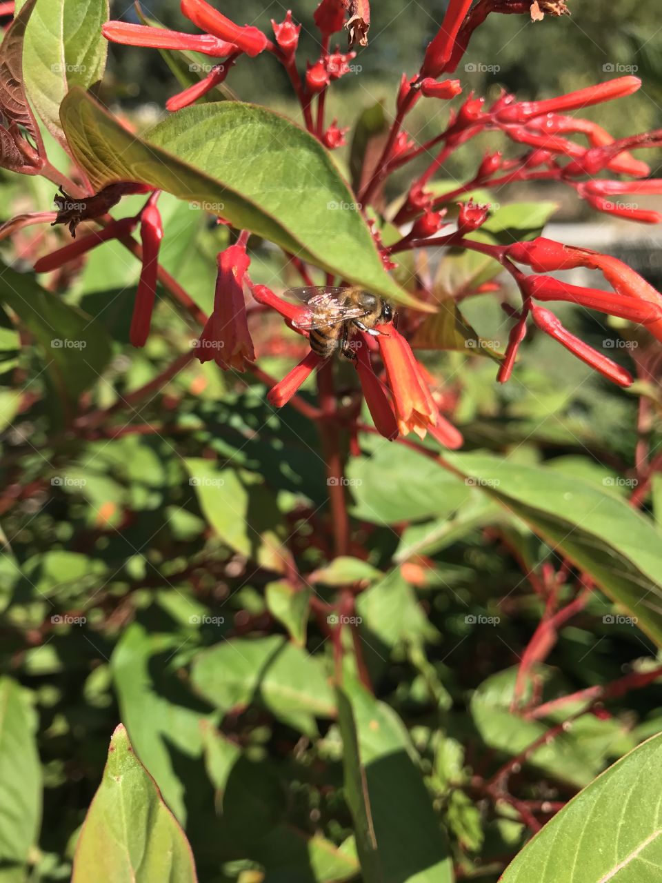 Bees in the Flowers in the garden in San Antonio